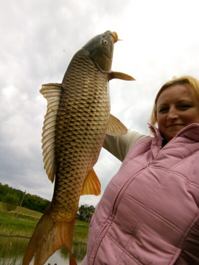 Paprastasis karpis, 3,7 kg