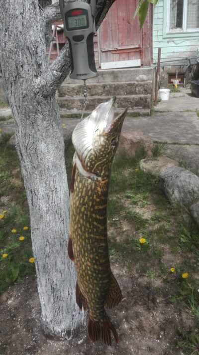 Lydeka, 3,0 kg