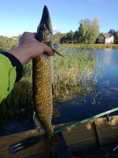 Lydeka, 1,6 kg
