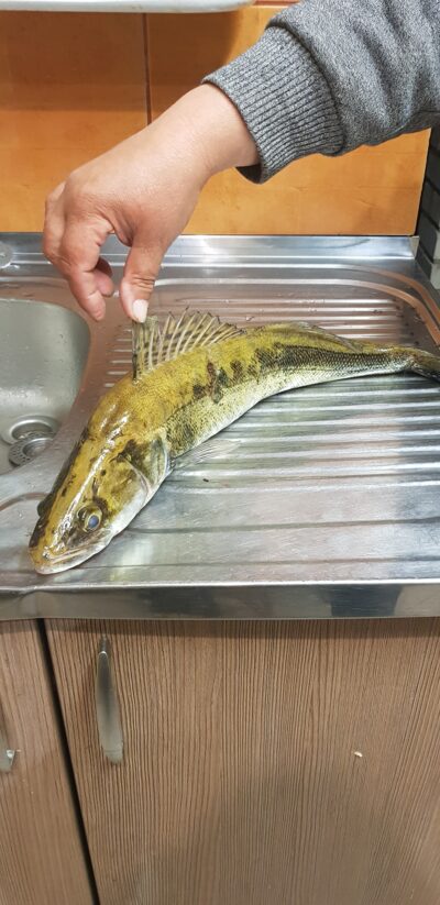 Starkis, 1,4 kg