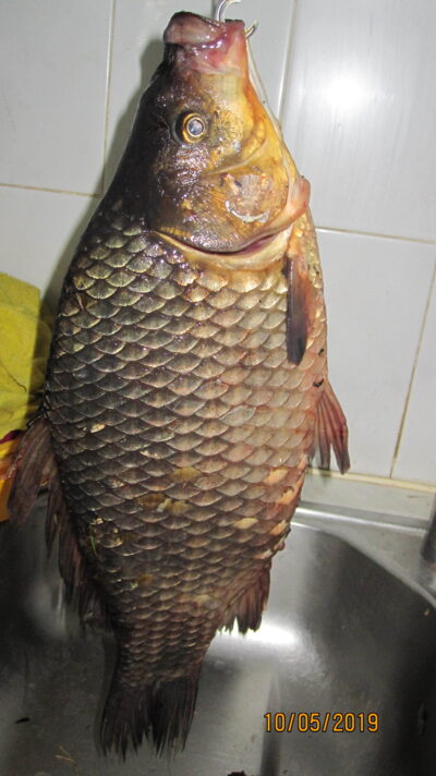 Sidabrinis karosas, 1,5 kg