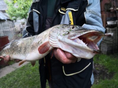 Lydeka, 3,4 kg — Kuršių