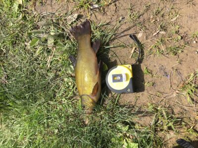 Lynas, 0,2 kg — Leliūnų