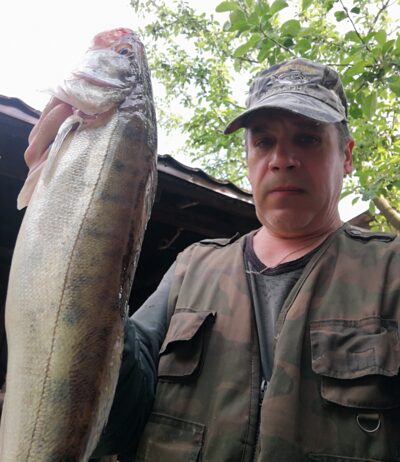Starkis, 1,5 kg — Kuršių