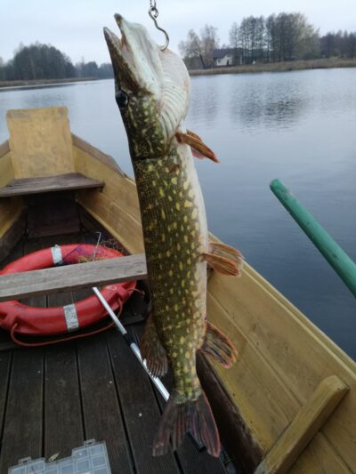 Lydeka, 1,4 kg