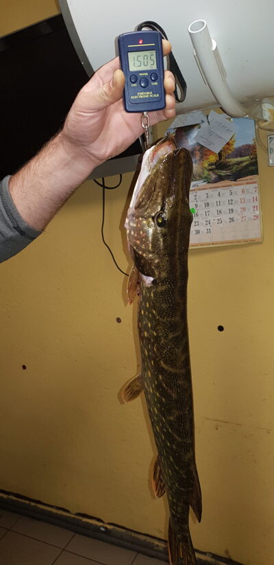 Lydeka, 1,5 kg