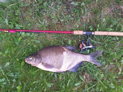 Karšis, 1,8 kg