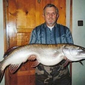 Lydeka, 14,7 kg