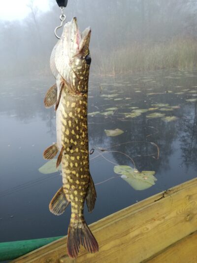 Lydeka, 0,9 kg