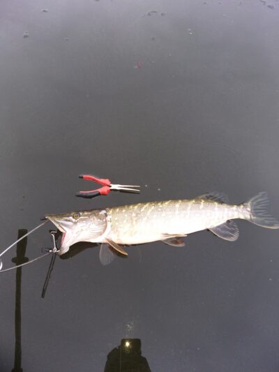 Lydeka, 1,4 kg