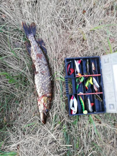 Lydeka, 1,1 kg