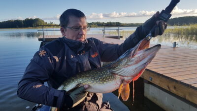 Lydeka, 7,7 kg