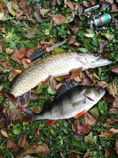 Ešerys, 0,6 kg — Asonas