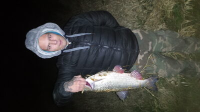 šapalas, 2,4 kg