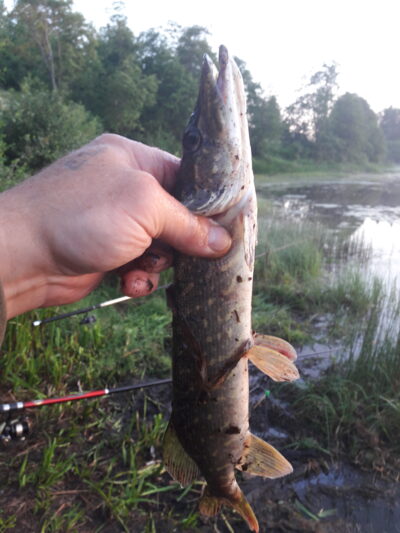 Lydeka, 0,4 kg — Užvenčio