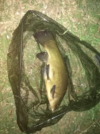 Lynas, 0,9 kg — Smilgių