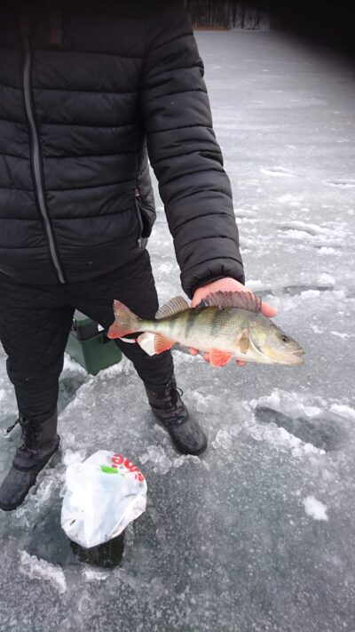 Ešerys, 0,7 kg — Avilys