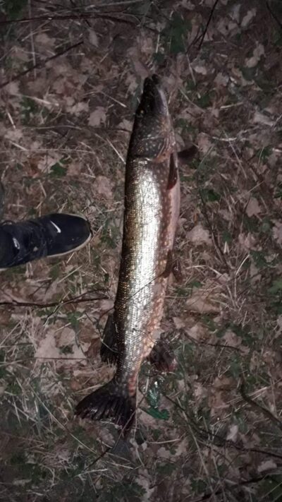 Lydeka, 5,6 kg — Raganių