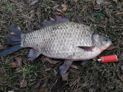 Sidabrinis karosas, 1,1 kg