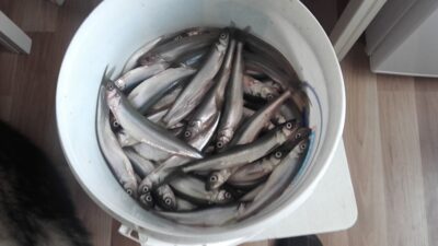 Stinta, 6,8 kg