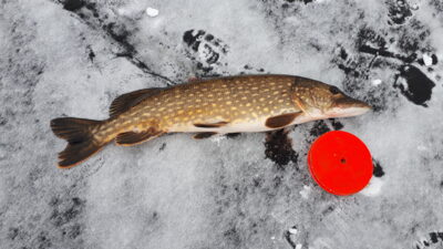 Lydeka, 3,1 kg