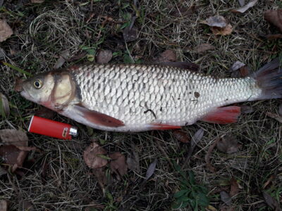 šapalas, 0,6 kg