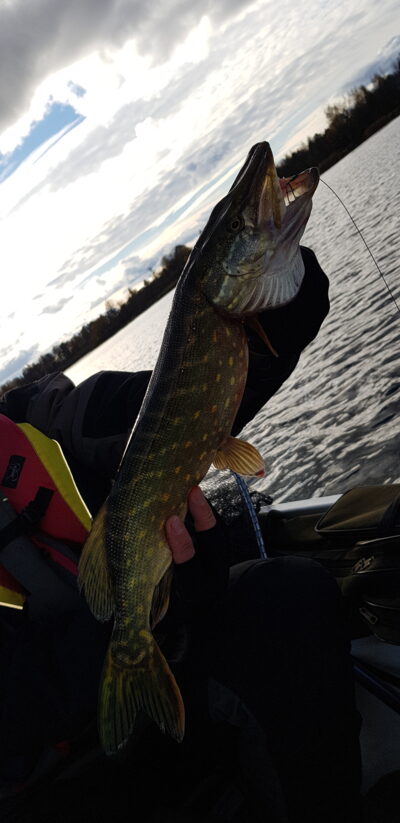 Lydeka, 1,5 kg