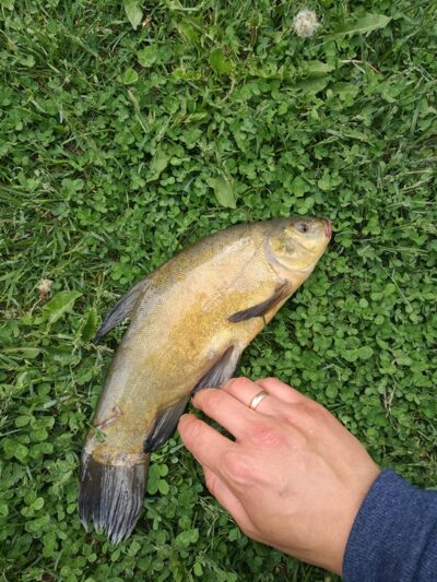 Lynas, 0,8 kg — Raudeniškių