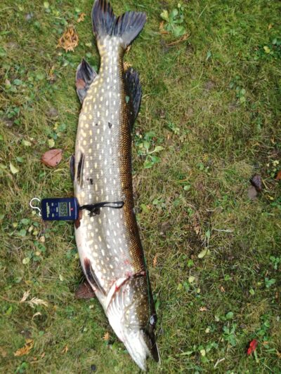 Lydeka, 5,1 kg — Dabužių