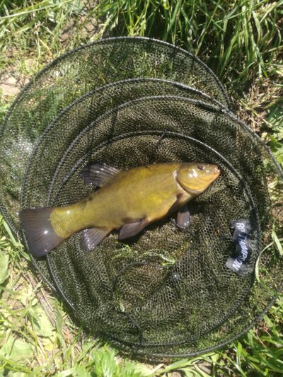 Lynas, 0,8 kg — Marijampolės I-asis