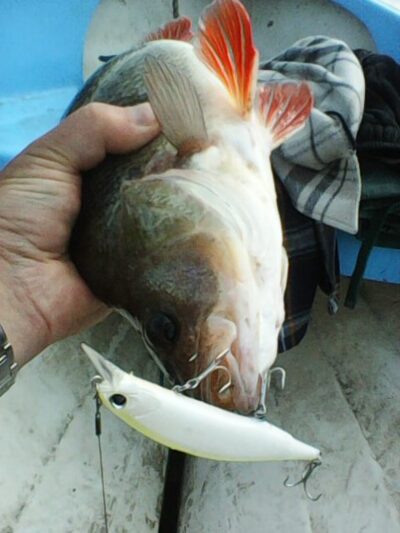 Ešerys, 0,8 kg