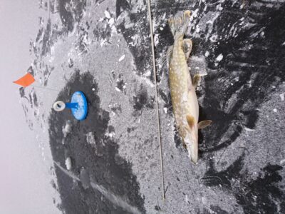 Lydeka, 1,3 kg