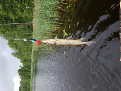 Lydeka, 0,2 kg