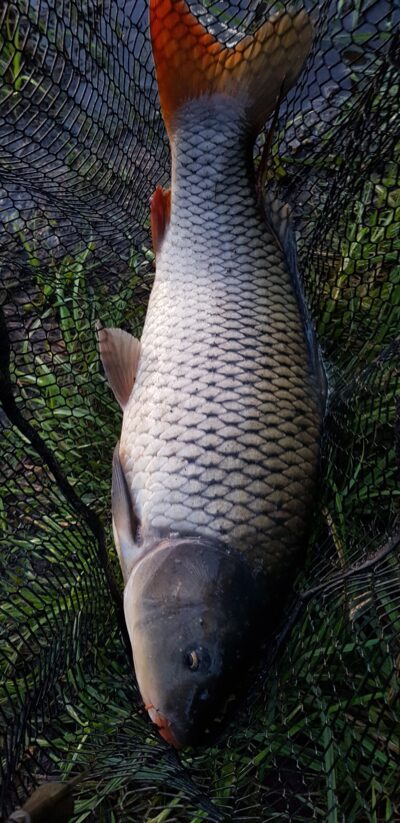 Paprastasis karpis