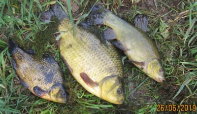 Auksinis karosas, 0,6 kg