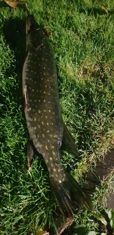 Lydeka, 1,7 kg