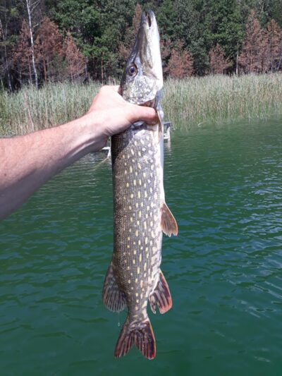 Lydeka, 1,4 kg