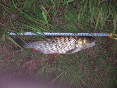 šapalas, 1,8 kg