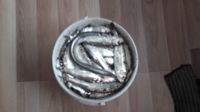 Strimelė