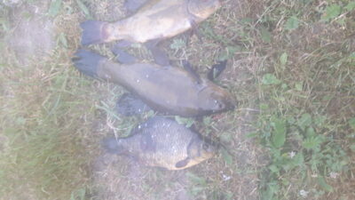 Lynas
