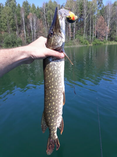 Lydeka, 1,0 kg