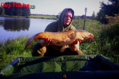 Paprastasis karpis, 12,4 kg