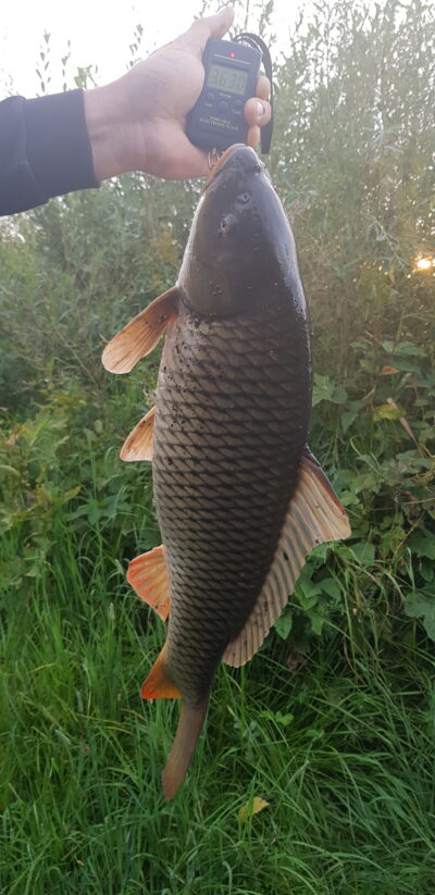 Paprastasis karpis, 3,7 kg