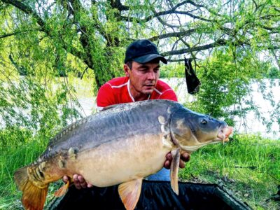 Paprastasis karpis, 14,1 kg
