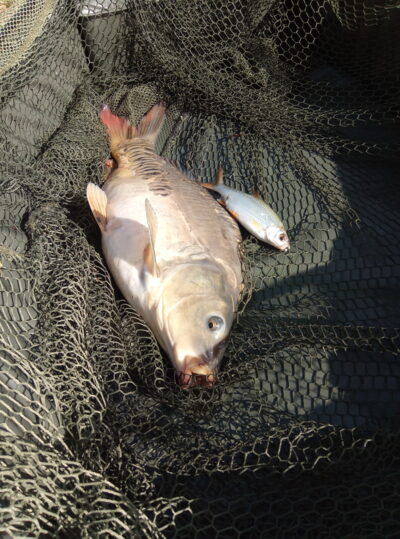 Paprastasis karpis, 2,6 kg