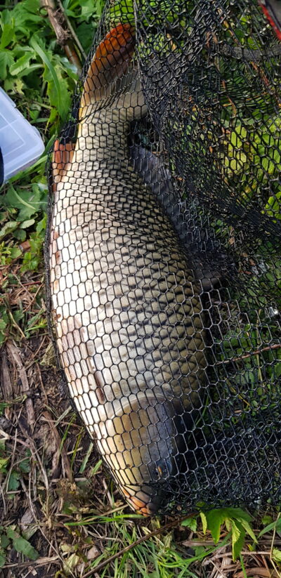 Paprastasis karpis, 2,8 kg