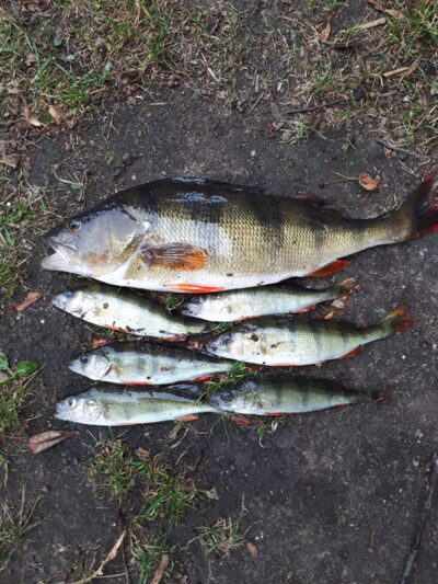 Ešerys, 1,0 kg — Baltis