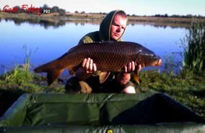 Paprastasis karpis, 12,6 kg
