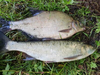 Karšis, 1,3 kg — Kauno marių