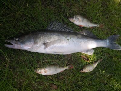 Starkis, 1,8 kg — Kuršių